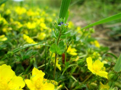 Feld-Ehrenpreis (Veronica arvensis) am Staden in Saarbrücken