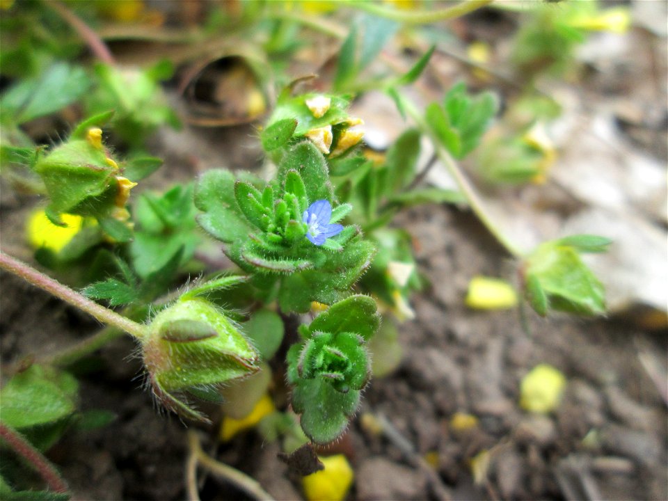 Feld-Ehrenpreis (Veronica arvensis) am Staden in Saarbrücken