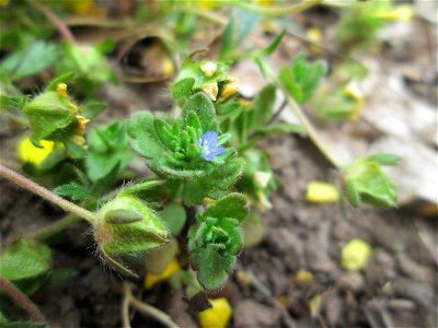 Feld-Ehrenpreis (Veronica arvensis) am Staden in Saarbrücken
