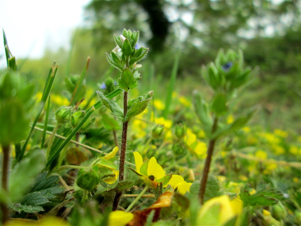 Feld-Ehrenpreis (Veronica arvensis) am Staden in Saarbrücken