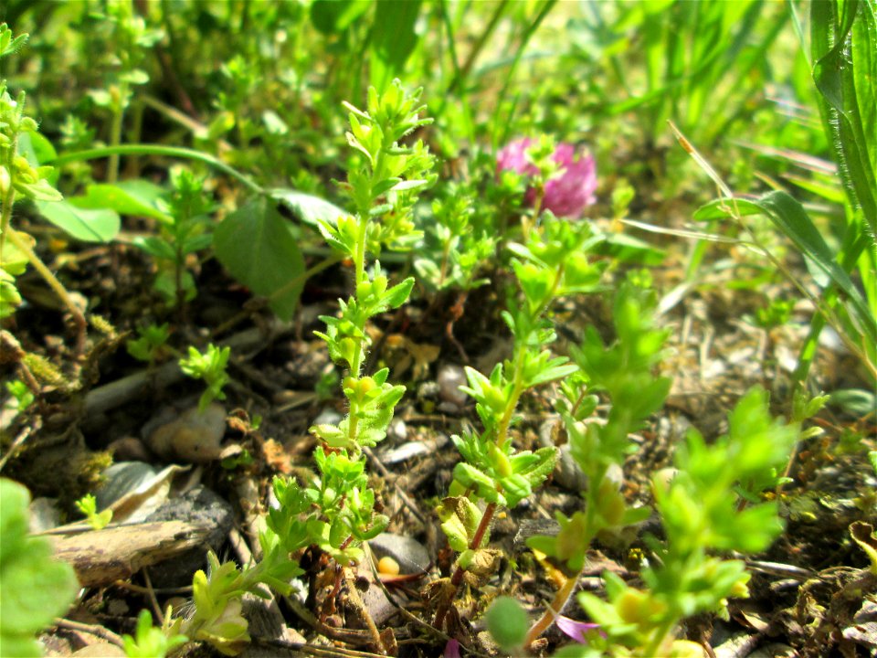 Feld-Ehrenpreis (Veronica arvensis) in Brebach