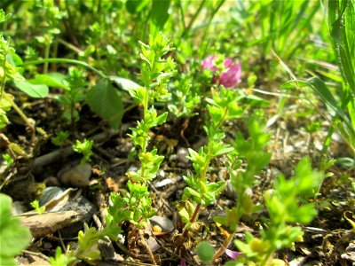Feld-Ehrenpreis (Veronica arvensis) in Brebach