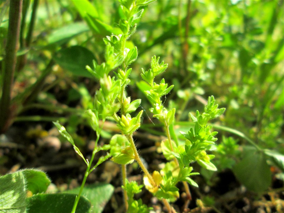 Feld-Ehrenpreis (Veronica arvensis) in Brebach