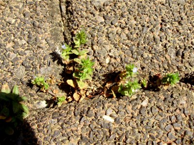 Veronica arvensis in cobblestone columns.
