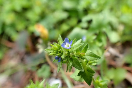 タチイヌノフグリ [立犬の陰嚢] [Veronica arvensis]