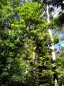 Gmelina - 9 metres tall, 10 years old