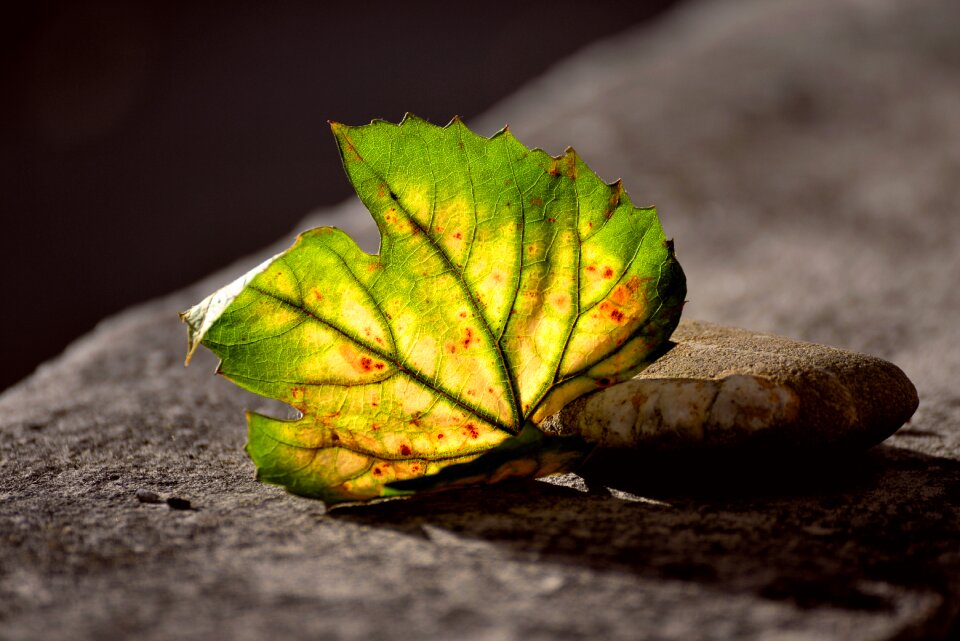 Leaf veins leaf ribs fall foliage