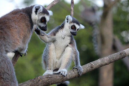 Lemur monkey mammal photo