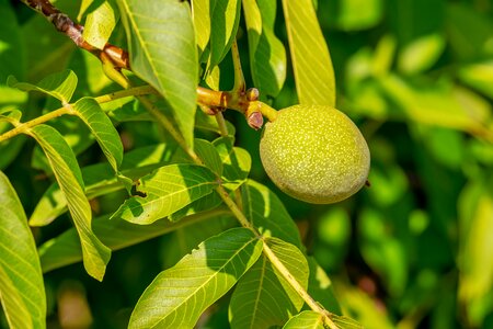 Nut growth walnut tree photo