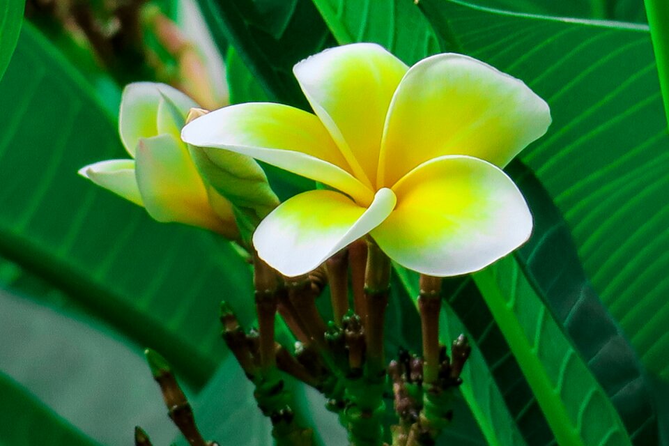 Flowering plant fresh