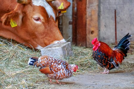 Poultry farm animal photo