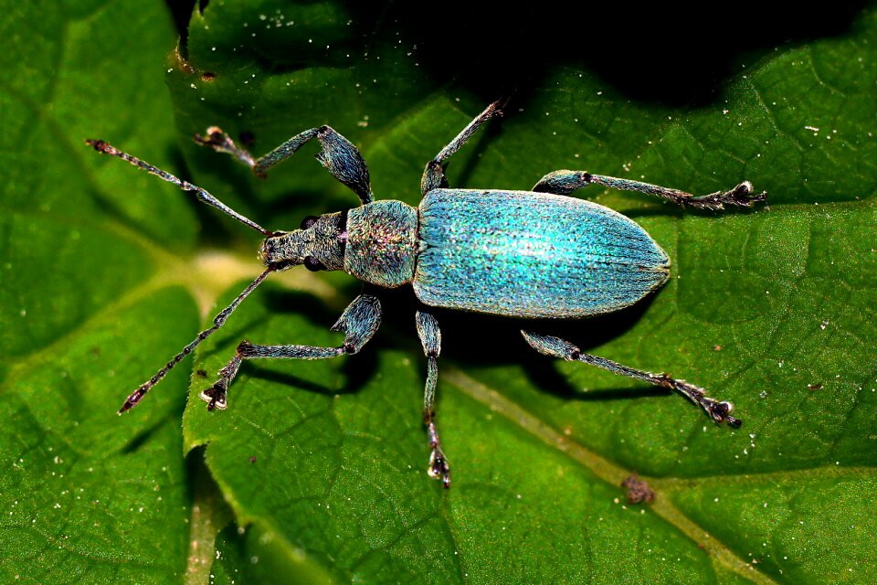 Insect macro nature