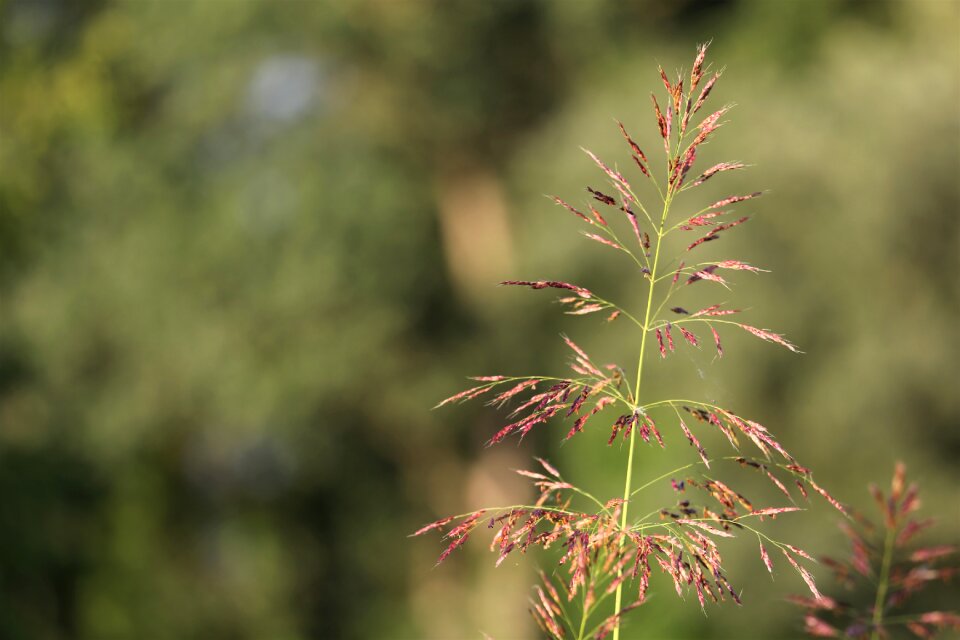 Green summer outdoors