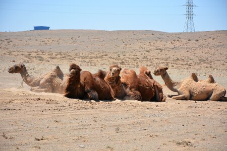 Gobi mongolia desert photo