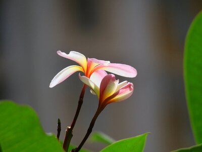 Flowering plant fresh photo