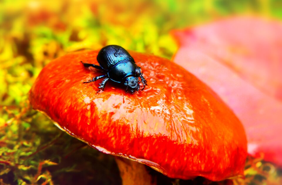 Rain mushroom maslak