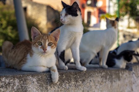 Nature kitten animal portrait