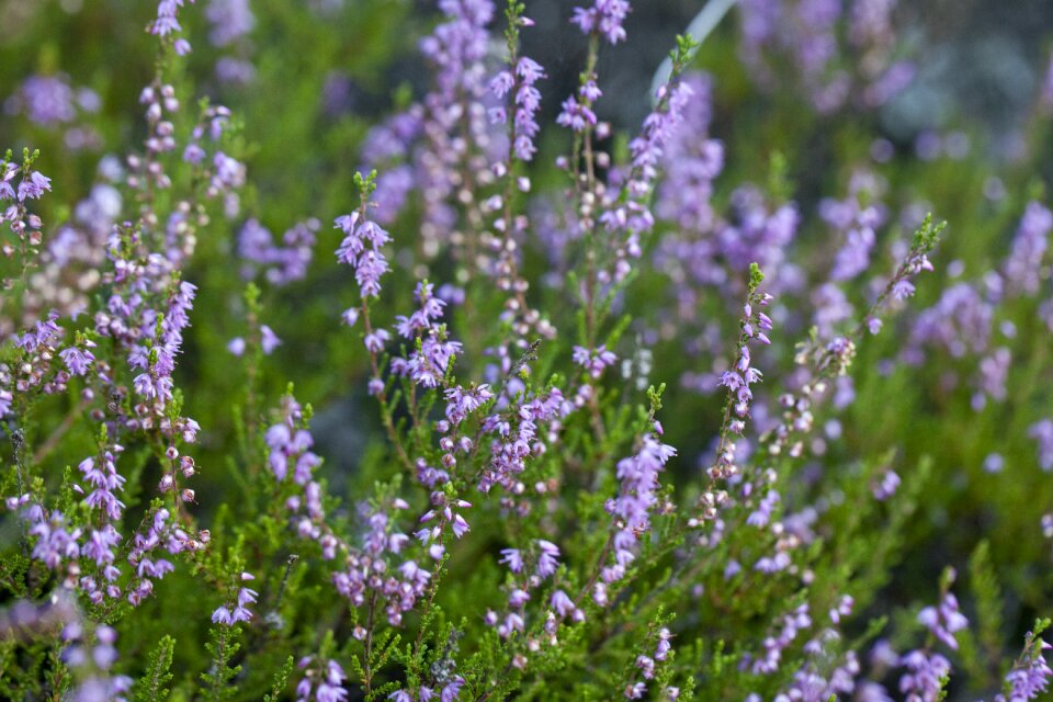 Violet autumn in the fall