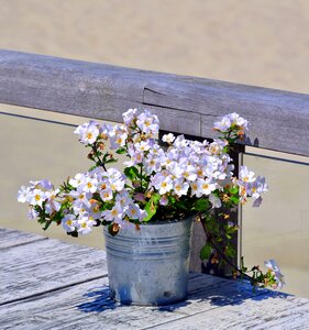 Beach flowerpot plant