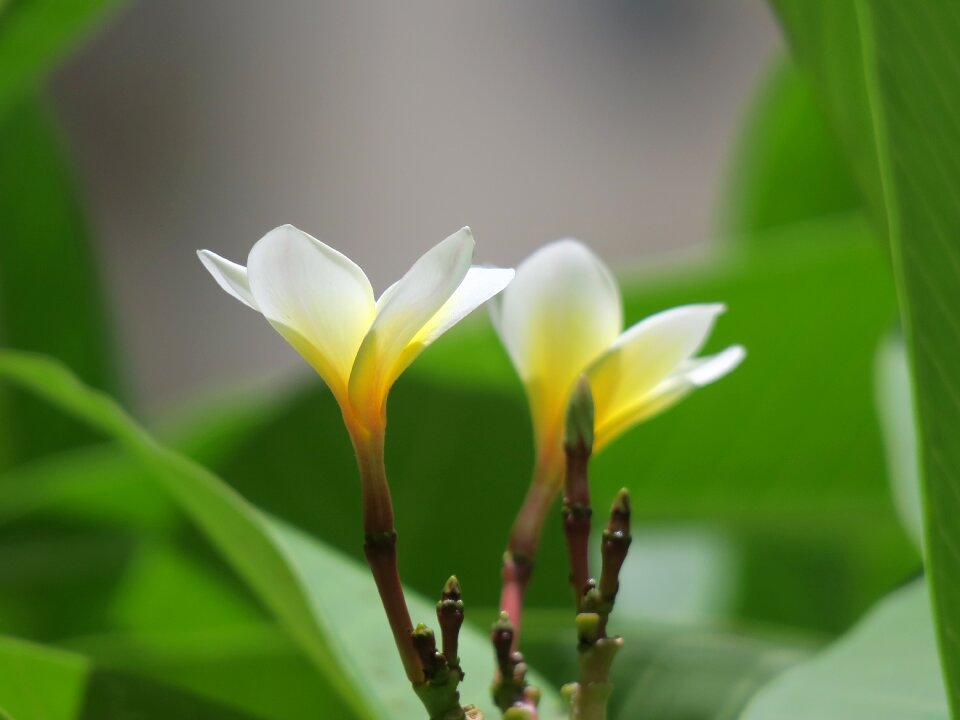 Flowering plant fresh