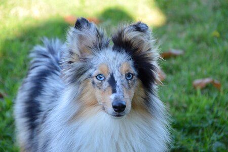 Bitch shetland sheepdog blue merle long muzzle