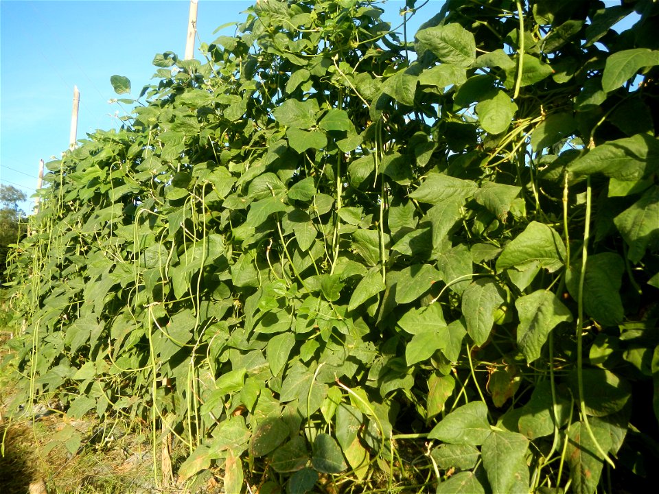 Paddy fields and vegetable (Capsicum annuum var. longum, Okra, Momordica charantia and Vigna unguiculata subsp. sesquipedalis) plantations in Upig - Bagong Barrio, San Ildefonso, Bulacan Barangays Upi