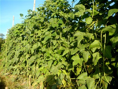 Paddy fields and vegetable (Capsicum annuum var. longum, Okra, Momordica charantia and Vigna unguiculata subsp. sesquipedalis) plantations in Upig - Bagong Barrio, San Ildefonso, Bulacan Barangays Upi photo