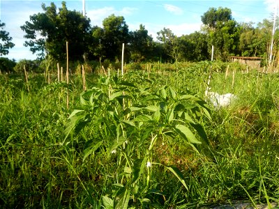 Paddy fields and vegetable (Capsicum annuum var. longum, Okra, Momordica charantia and Vigna unguiculata subsp. sesquipedalis) plantations in Upig - Bagong Barrio, San Ildefonso, Bulacan Barangays Upi