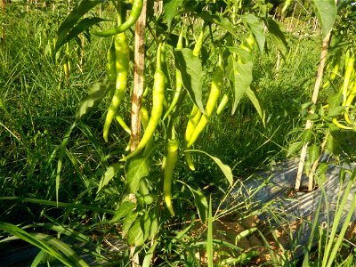 Paddy fields and vegetable (Capsicum annuum var. longum, Okra, Momordica charantia and Vigna unguiculata subsp. sesquipedalis) plantations in Upig - Bagong Barrio, San Ildefonso, Bulacan Barangays Upi photo