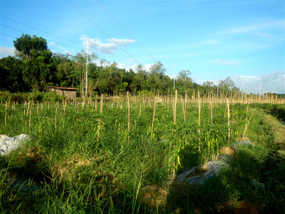 Paddy fields and vegetable (Capsicum annuum var. longum, Okra, Momordica charantia and Vigna unguiculata subsp. sesquipedalis) plantations in Upig - Bagong Barrio, San Ildefonso, Bulacan Barangays Upi