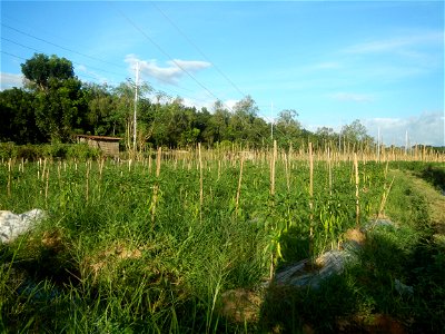 Paddy fields and vegetable (Capsicum annuum var. longum, Okra, Momordica charantia and Vigna unguiculata subsp. sesquipedalis) plantations in Upig - Bagong Barrio, San Ildefonso, Bulacan Barangays Upi photo