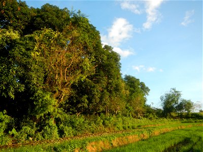 Paddy fields and vegetable (Capsicum annuum var. longum, Okra, Momordica charantia and Vigna unguiculata subsp. sesquipedalis) plantations in Upig - Bagong Barrio, San Ildefonso, Bulacan Barangays Upi