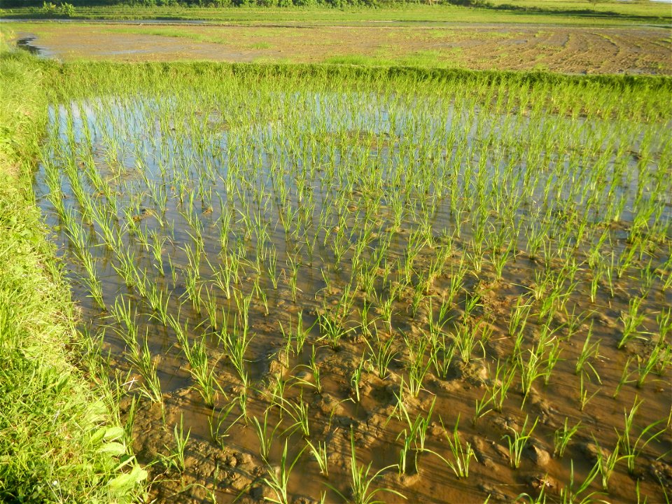 Paddy fields and vegetable (Capsicum annuum var. longum, Okra, Momordica charantia and Vigna unguiculata subsp. sesquipedalis) plantations in Upig - Bagong Barrio, San Ildefonso, Bulacan Barangays Upi