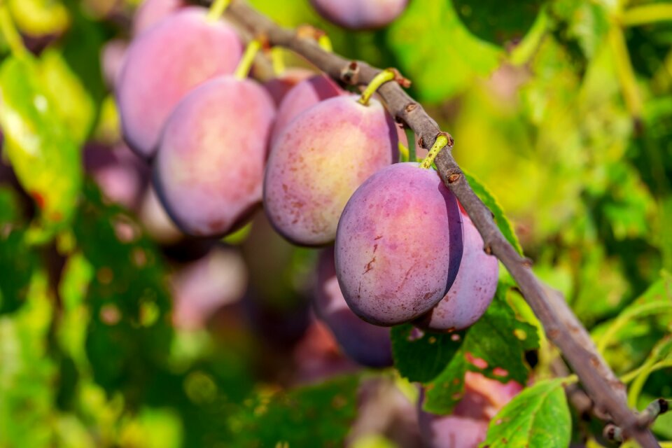 Fruits immature fruit tree