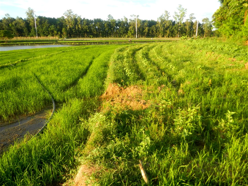 Paddy fields and vegetable (Capsicum annuum var. longum, Okra, Momordica charantia and Vigna unguiculata subsp. sesquipedalis) plantations in Upig - Bagong Barrio, San Ildefonso, Bulacan Barangays Upi