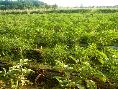 Paddy fields and vegetable (Capsicum annuum var. longum, Okra, Momordica charantia and Vigna unguiculata subsp. sesquipedalis) plantations in Upig - Bagong Barrio, San Ildefonso, Bulacan Barangays Upi photo