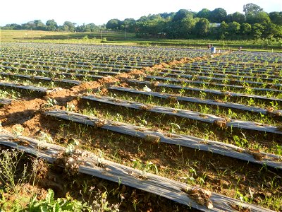 Paddy fields and vegetable (Capsicum annuum var. longum, Okra, Momordica charantia and Vigna unguiculata subsp. sesquipedalis) plantations in Upig - Bagong Barrio, San Ildefonso, Bulacan Barangays Upi