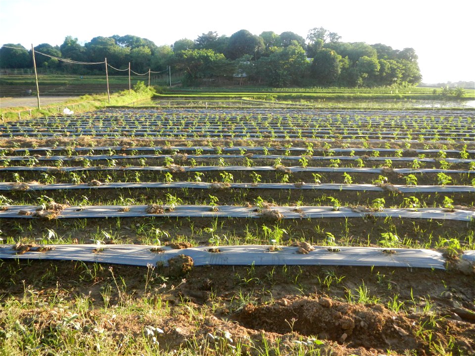 Paddy fields and vegetable (Capsicum annuum var. longum, Okra, Momordica charantia and Vigna unguiculata subsp. sesquipedalis) plantations in Upig - Bagong Barrio, San Ildefonso, Bulacan Barangays Upi