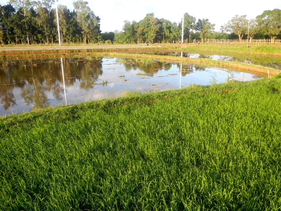 Paddy fields and vegetable (Capsicum annuum var. longum, Okra, Momordica charantia and Vigna unguiculata subsp. sesquipedalis) plantations in Upig - Bagong Barrio, San Ildefonso, Bulacan Barangays Upi