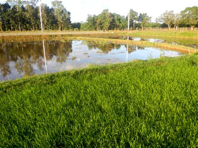 Paddy fields and vegetable (Capsicum annuum var. longum, Okra, Momordica charantia and Vigna unguiculata subsp. sesquipedalis) plantations in Upig - Bagong Barrio, San Ildefonso, Bulacan Barangays Upi photo