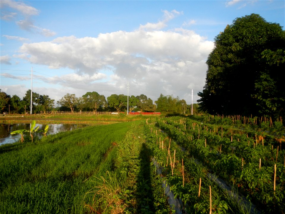 Paddy fields and vegetable (Capsicum annuum var. longum, Okra, Momordica charantia and Vigna unguiculata subsp. sesquipedalis) plantations in Upig - Bagong Barrio, San Ildefonso, Bulacan Barangays Upi