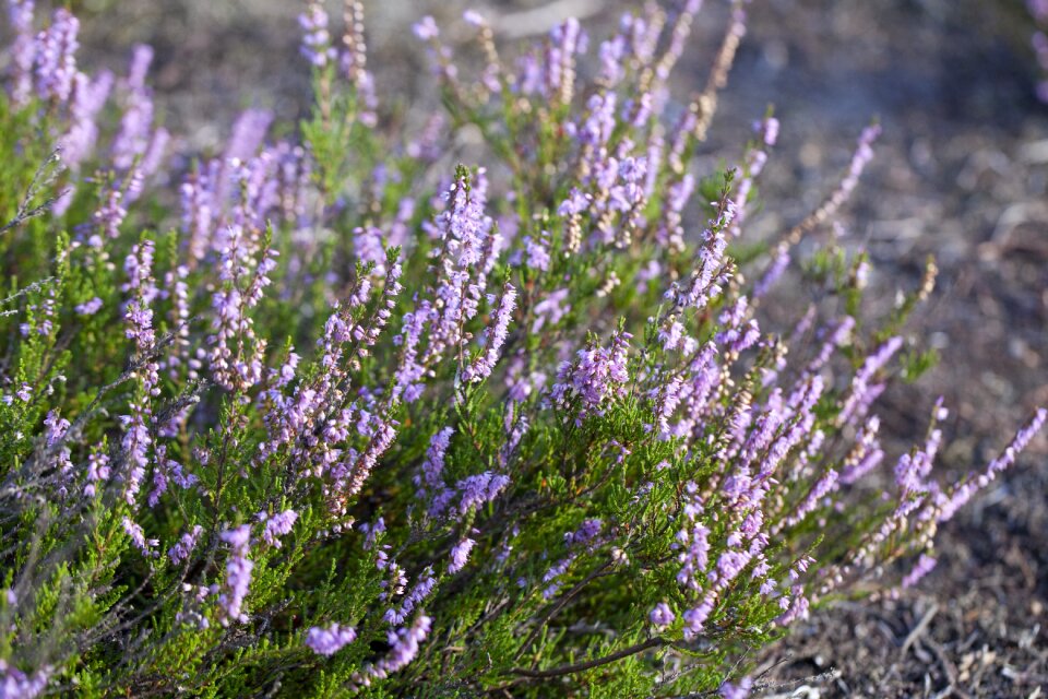 Violet autumn in the fall