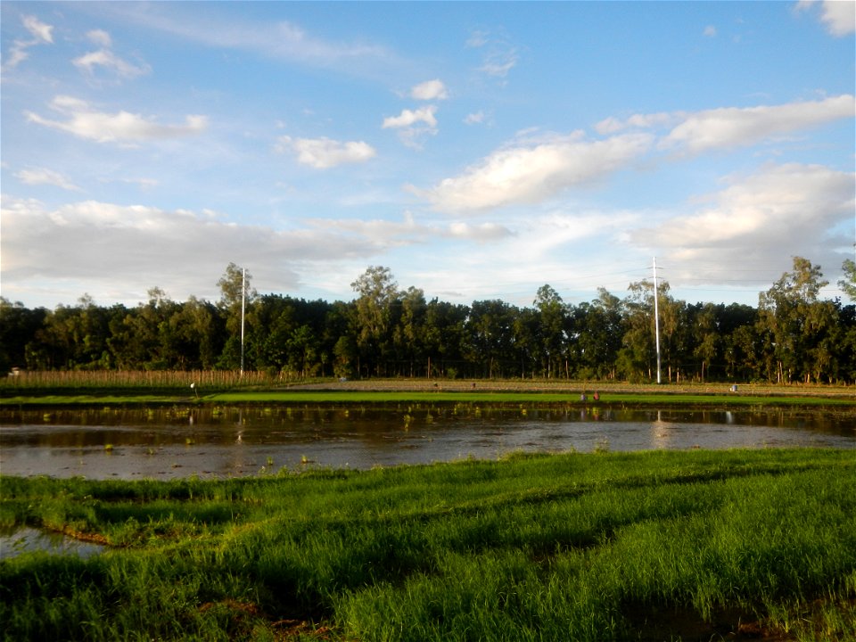 Paddy fields and vegetable (Capsicum annuum var. longum, Okra, Momordica charantia and Vigna unguiculata subsp. sesquipedalis) plantations in Upig - Bagong Barrio, San Ildefonso, Bulacan Barangays Upi
