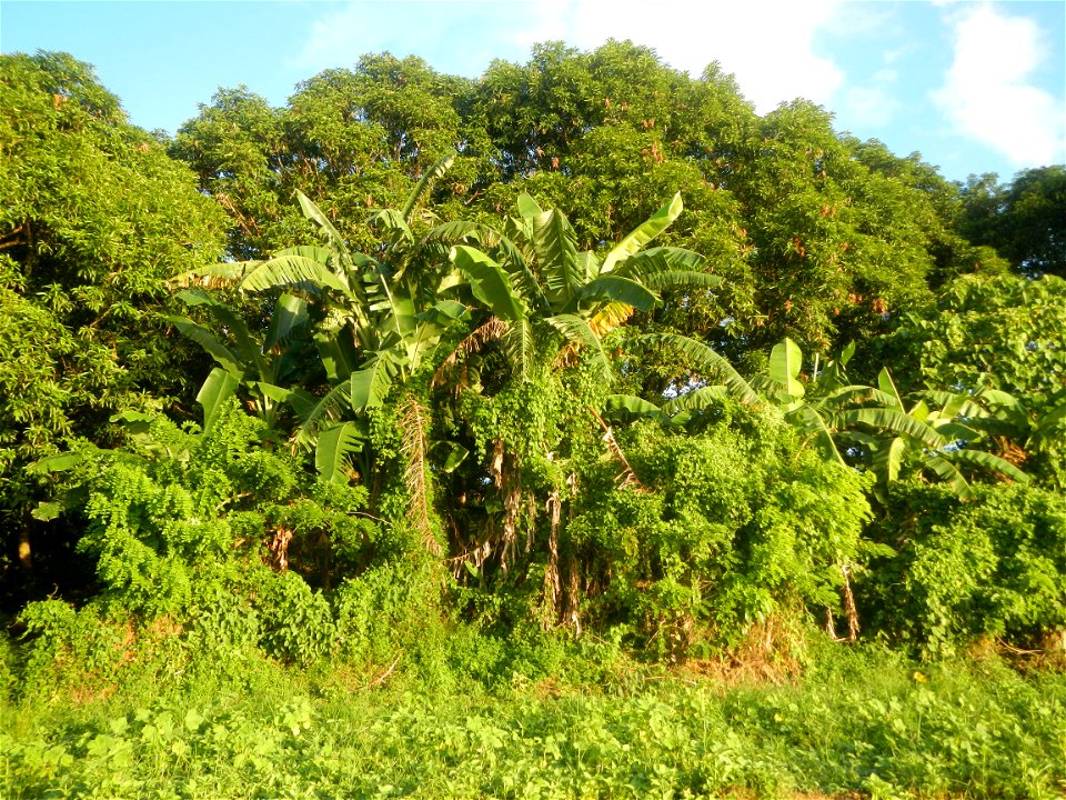 Paddy fields and vegetable (Capsicum annuum var. longum, Okra, Momordica charantia and Vigna unguiculata subsp. sesquipedalis) plantations in Upig - Bagong Barrio, San Ildefonso, Bulacan Barangays Upi