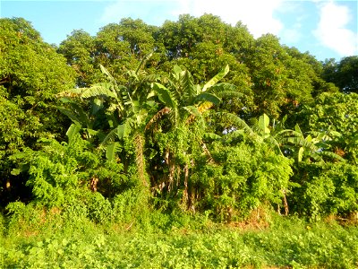 Paddy fields and vegetable (Capsicum annuum var. longum, Okra, Momordica charantia and Vigna unguiculata subsp. sesquipedalis) plantations in Upig - Bagong Barrio, San Ildefonso, Bulacan Barangays Upi