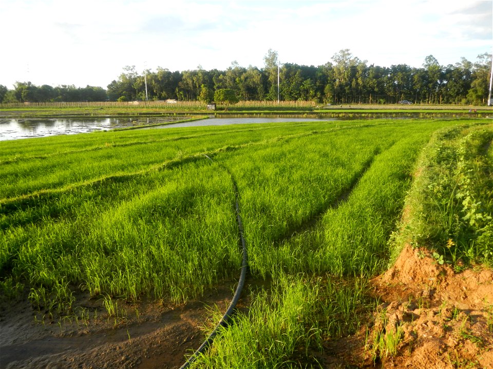 Paddy fields and vegetable (Capsicum annuum var. longum, Okra, Momordica charantia and Vigna unguiculata subsp. sesquipedalis) plantations in Upig - Bagong Barrio, San Ildefonso, Bulacan Barangays Upi