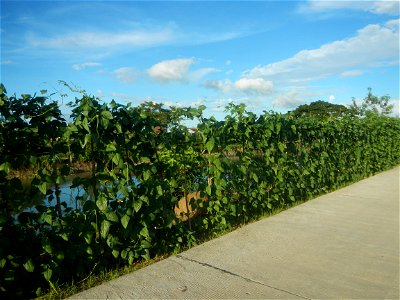Vigna unguiculata subsp. sesquipedalis Paddy fields, trees and irrigation canals (Tore - Rampa - Tarundun", NIA-AMRIS, Purok 7, Farm to Market Road, Talampas, Bustos, Bulacan) National Irrigation Admi