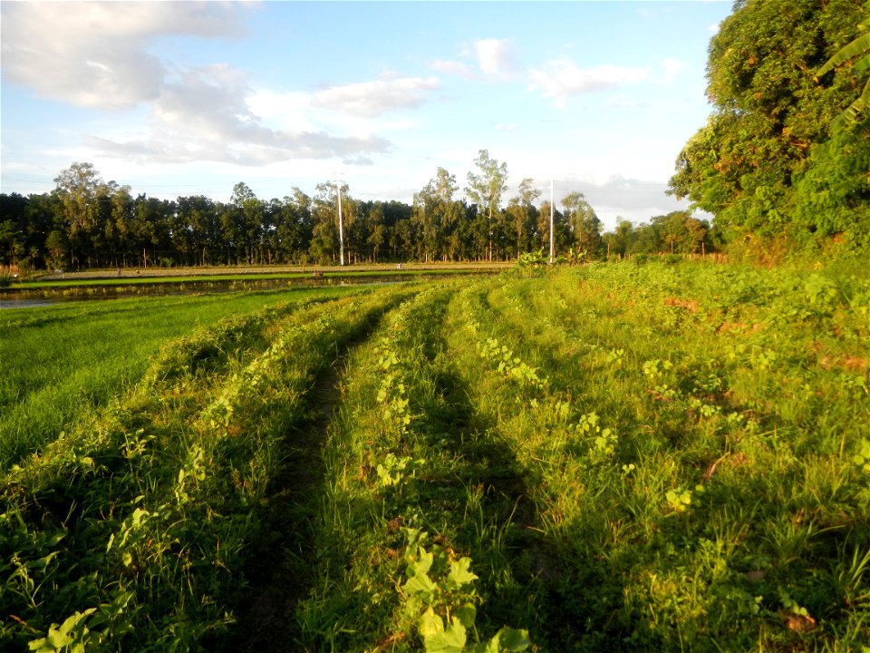 Paddy fields and vegetable (Capsicum annuum var. longum, Okra, Momordica charantia and Vigna unguiculata subsp. sesquipedalis) plantations in Upig - Bagong Barrio, San Ildefonso, Bulacan Barangays Upi