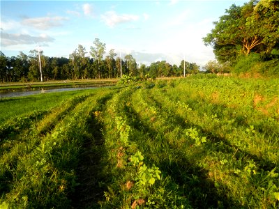 Paddy fields and vegetable (Capsicum annuum var. longum, Okra, Momordica charantia and Vigna unguiculata subsp. sesquipedalis) plantations in Upig - Bagong Barrio, San Ildefonso, Bulacan Barangays Upi