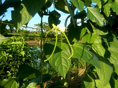 Vigna unguiculata subsp. sesquipedalis Paddy fields, trees and irrigation canals (Tore - Rampa - Tarundun", NIA-AMRIS, Purok 7, Farm to Market Road, Talampas, Bustos, Bulacan) National Irrigation Admi